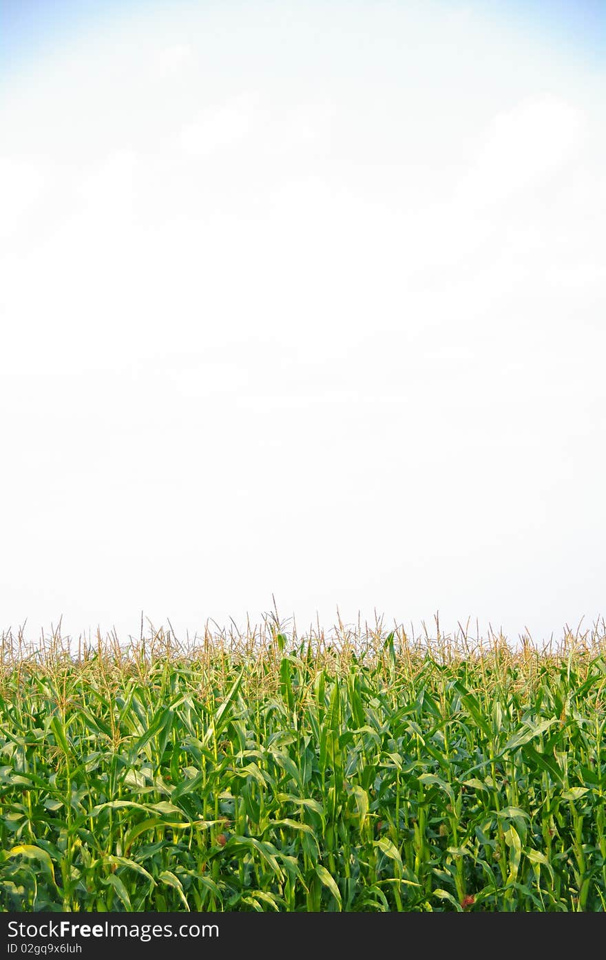 A healthy crop of corn growing in the summer sun. A healthy crop of corn growing in the summer sun.