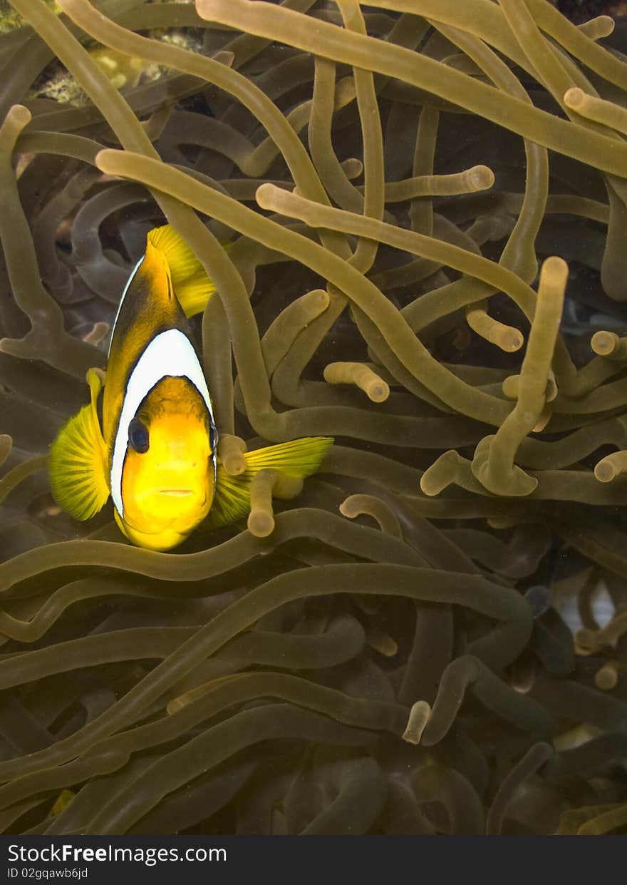 Yellowtail clownfish , Amphiprion clarkii , with sea anemone,  Marsa Alam, Egypt. Yellowtail clownfish , Amphiprion clarkii , with sea anemone,  Marsa Alam, Egypt