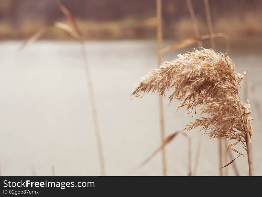 Lake, Old Grass,  Reed