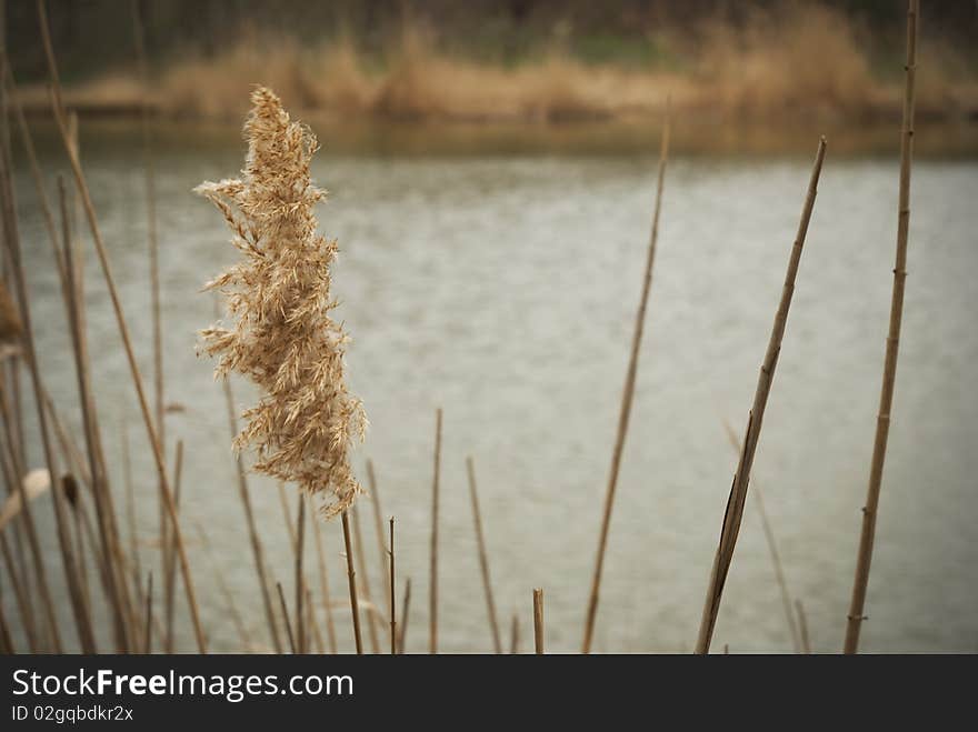 Lake, Old Grass,  Reed