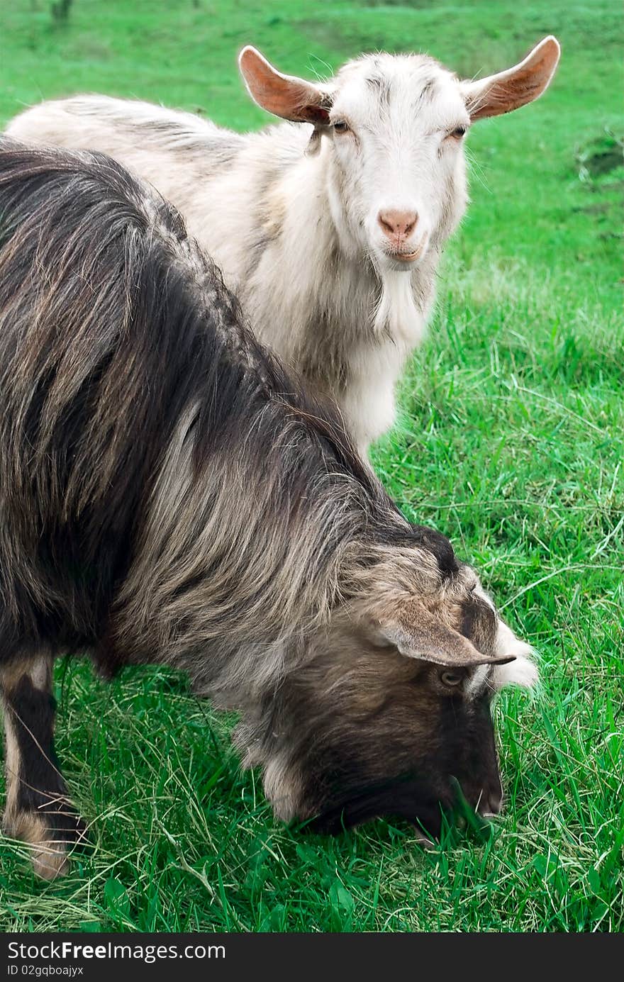 Two goats in green summer grass