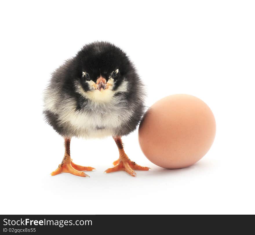 A baby chick sits next to a brown egg on white background. A baby chick sits next to a brown egg on white background