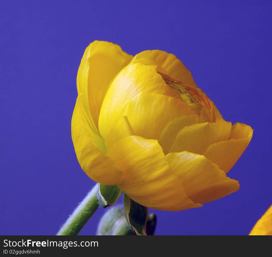 Yellow Ranunculus