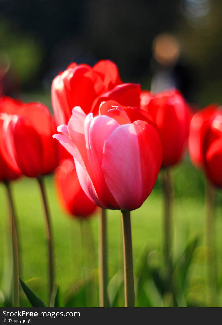 Red tulips in the spring garden