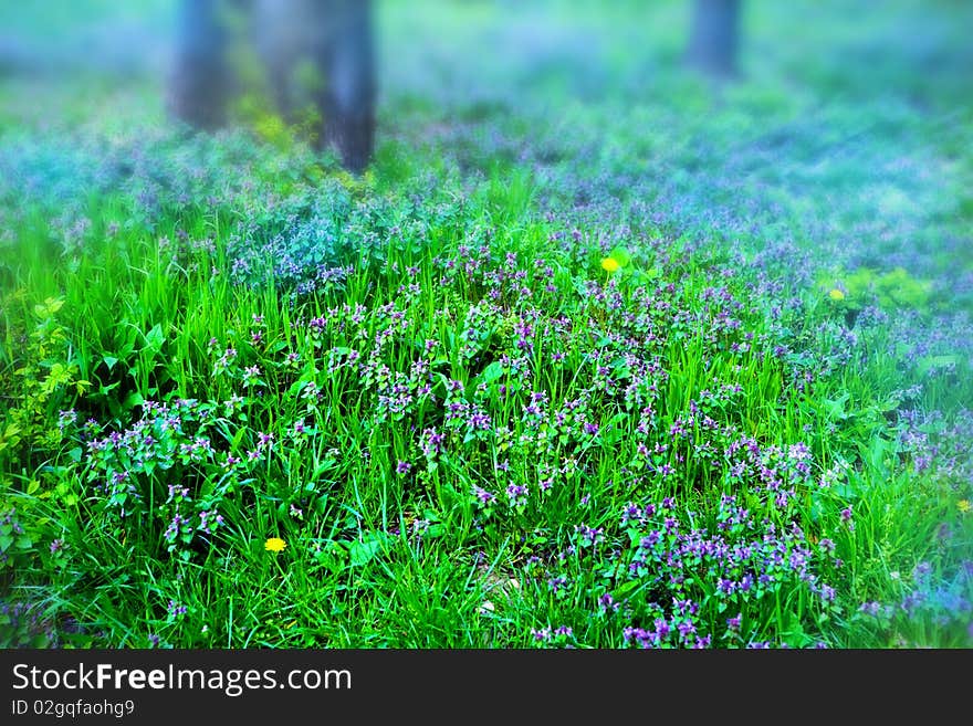 Grass And Blue Flowers