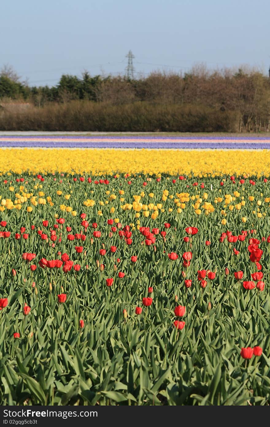 Fields With Tulips