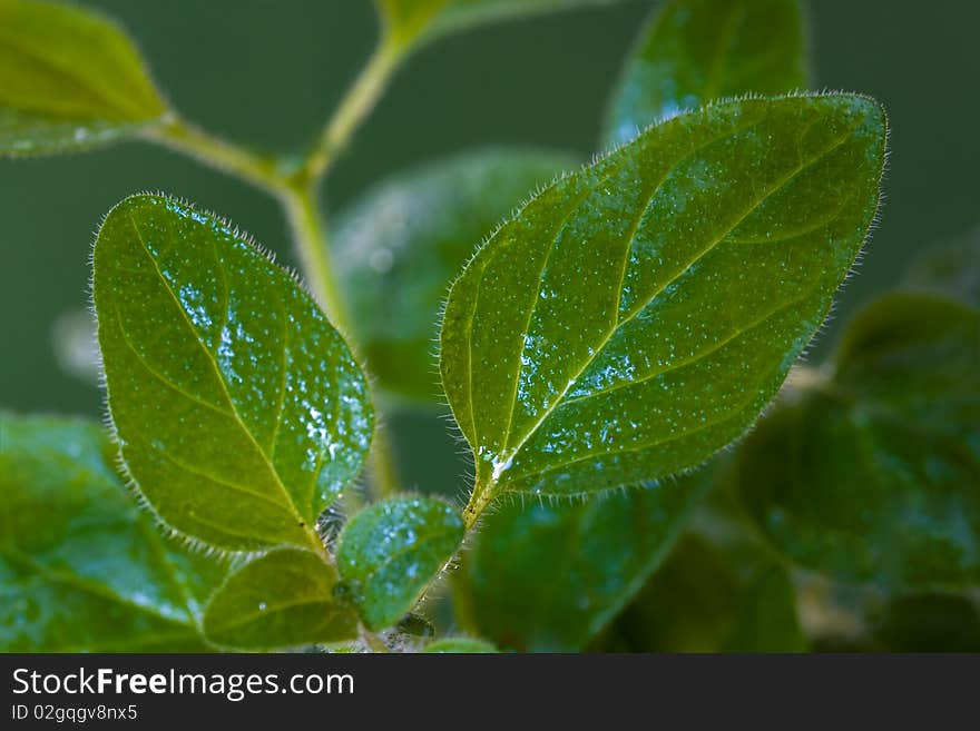 Many oregano leaves - macro shot