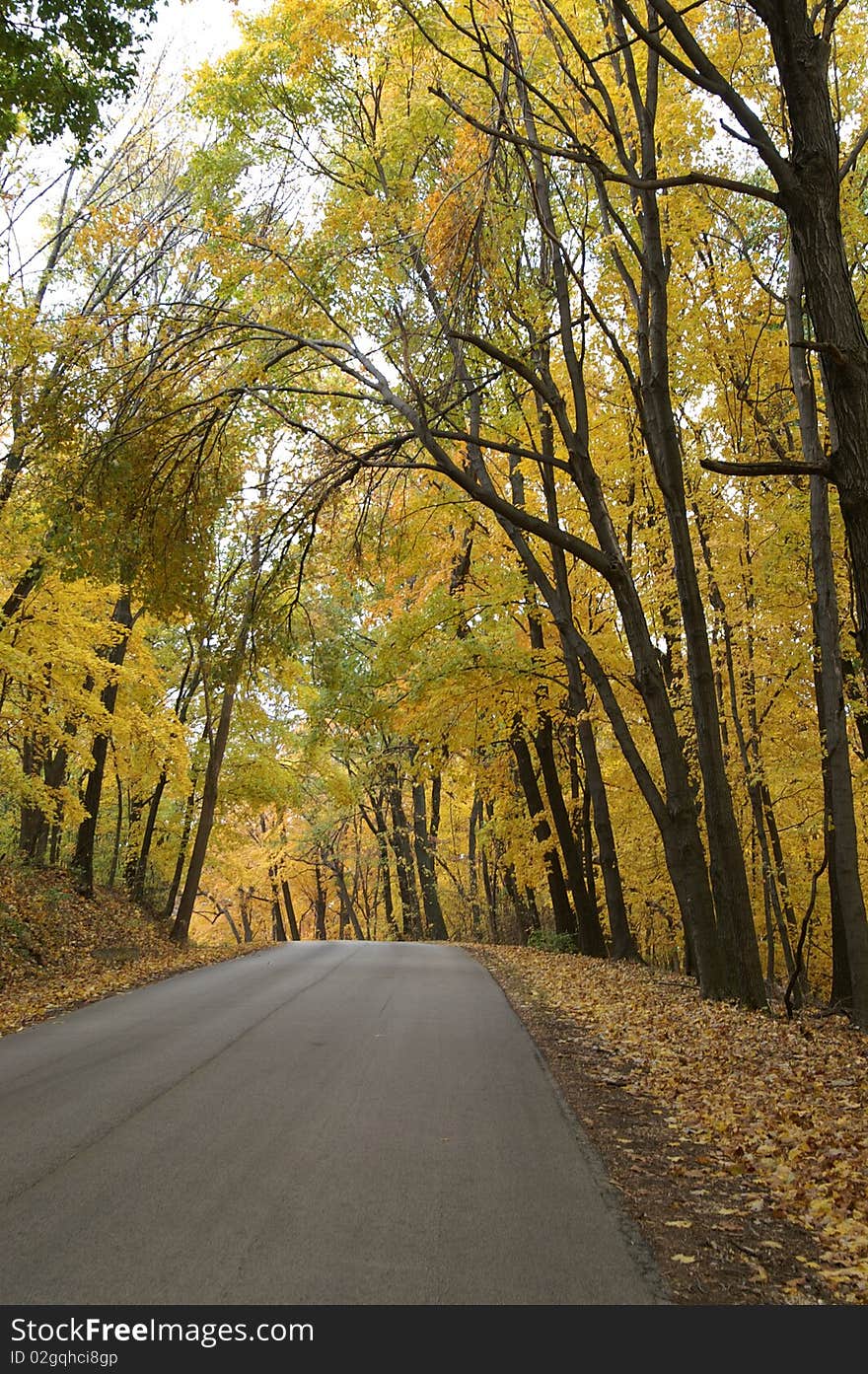 The golden leaves of the autumn trees form a canopy over this rural road in Illinois. The golden leaves of the autumn trees form a canopy over this rural road in Illinois.