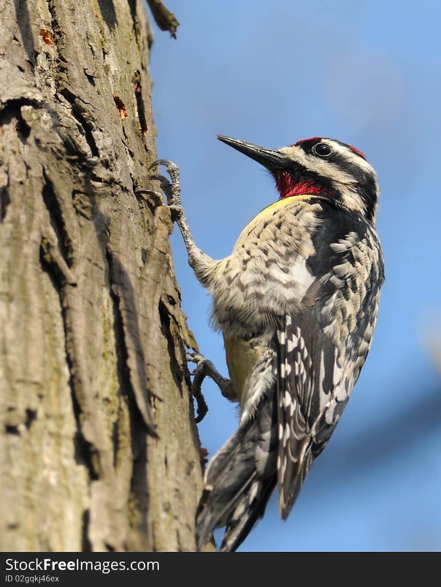 Closeup of a Downey Woodpecker