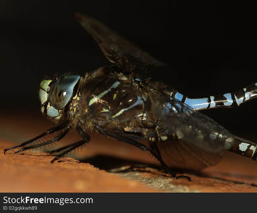 Male Dragonfly, Fertilizing eggs.