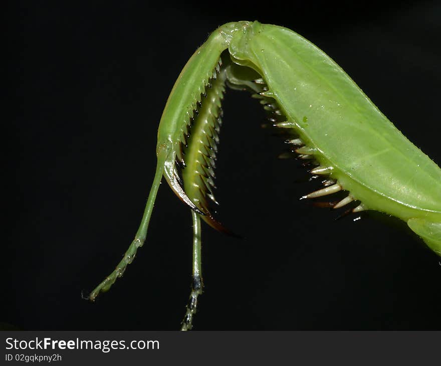 Photo of Praying Mantis legs. Photo of Praying Mantis legs.