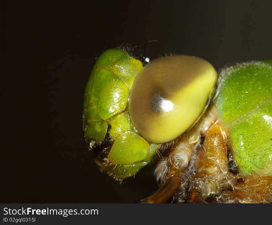 Photo of a Green Darners face taken from the side. Photo of a Green Darners face taken from the side.