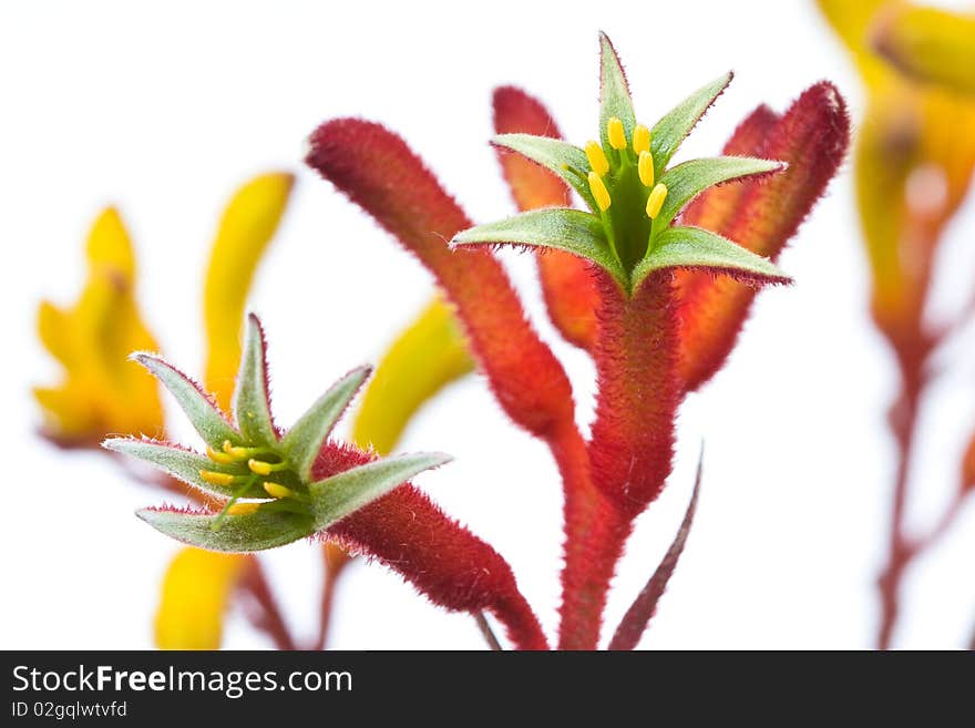 Kangaroo Paw