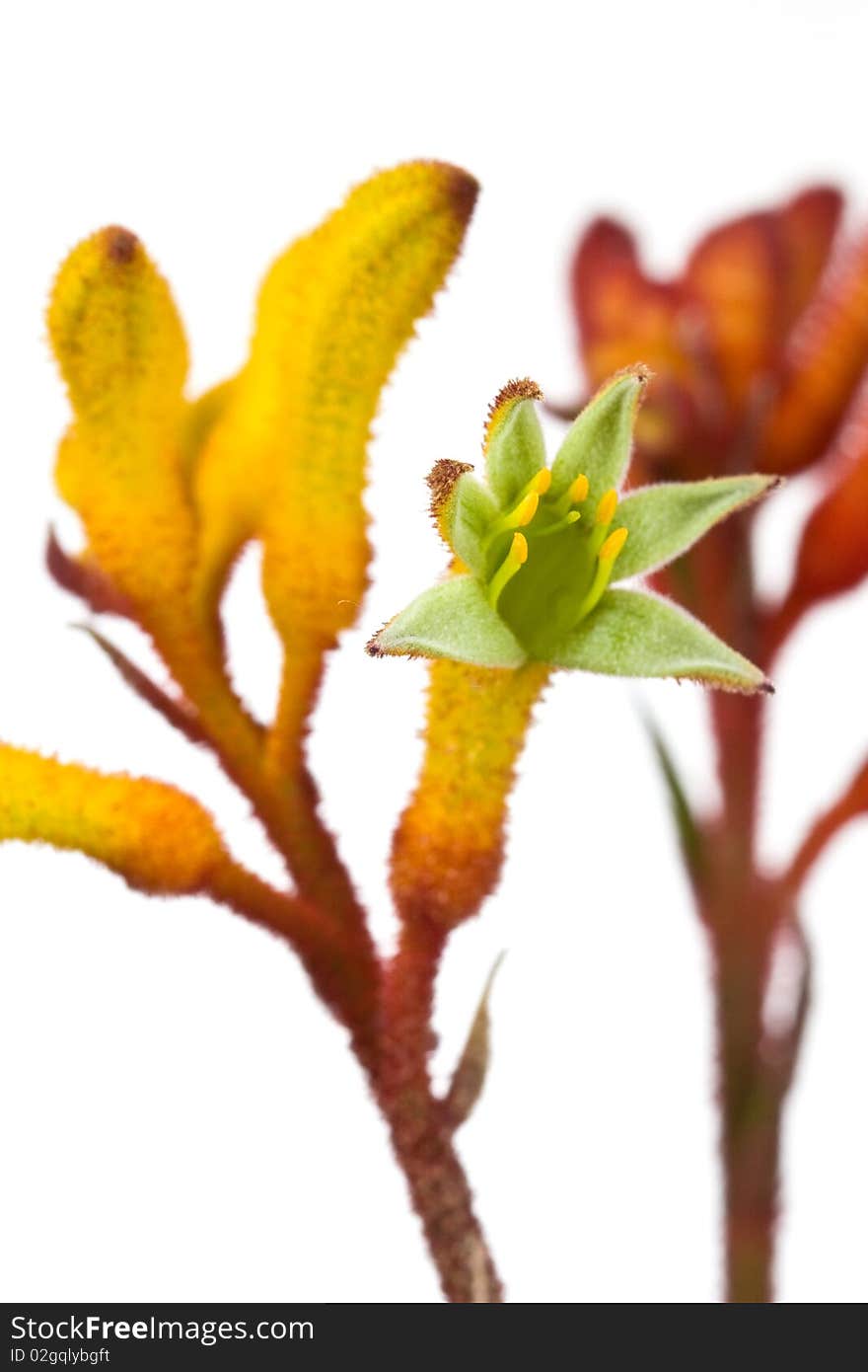 Kangaroo Paw