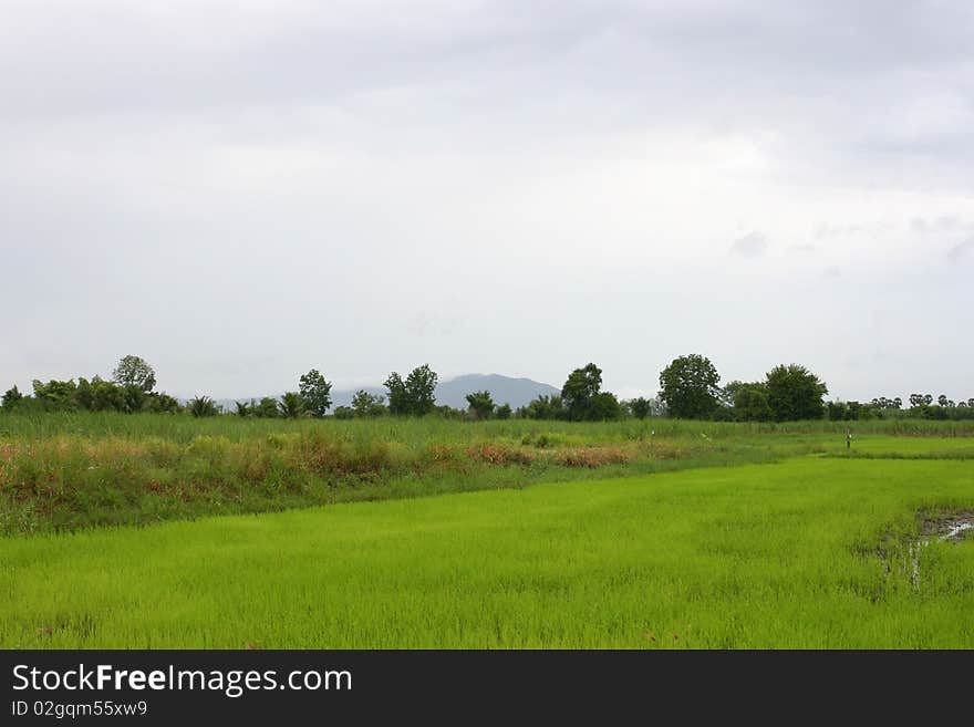 Rice Field In Chonburi, Thailand