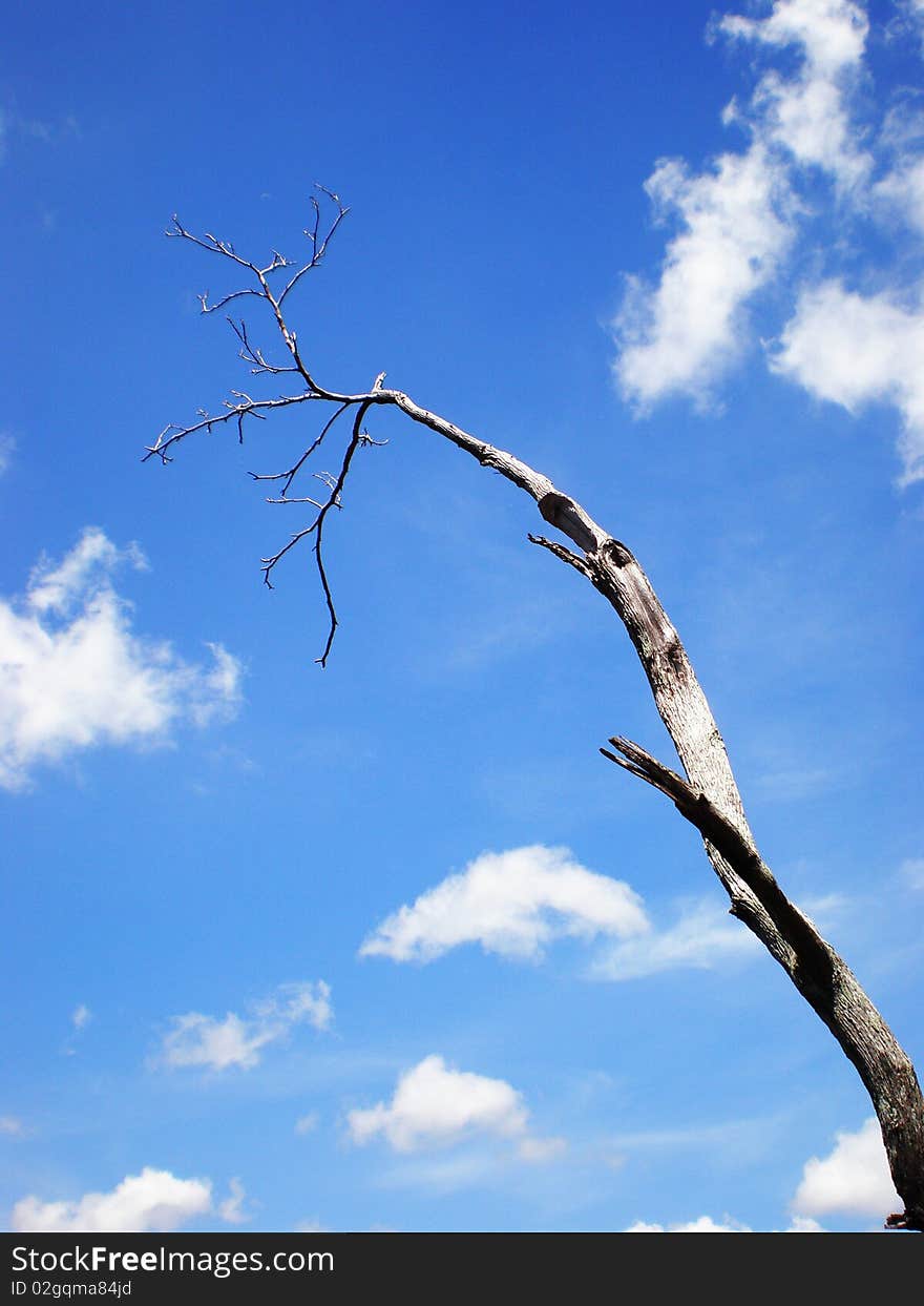 Dead tree branch in the blue cloud sky. Dead tree branch in the blue cloud sky