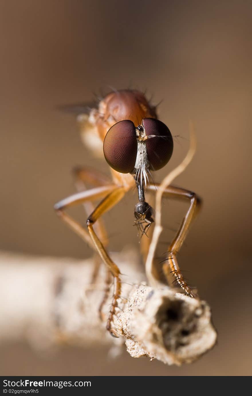 A robber fly is eating a small fly, this is life cycle and how the nature rules its surrounding. A robber fly is eating a small fly, this is life cycle and how the nature rules its surrounding.