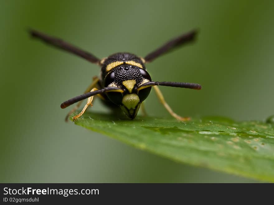 A wasp resting on a leaf and drinking the water from a water droplet.