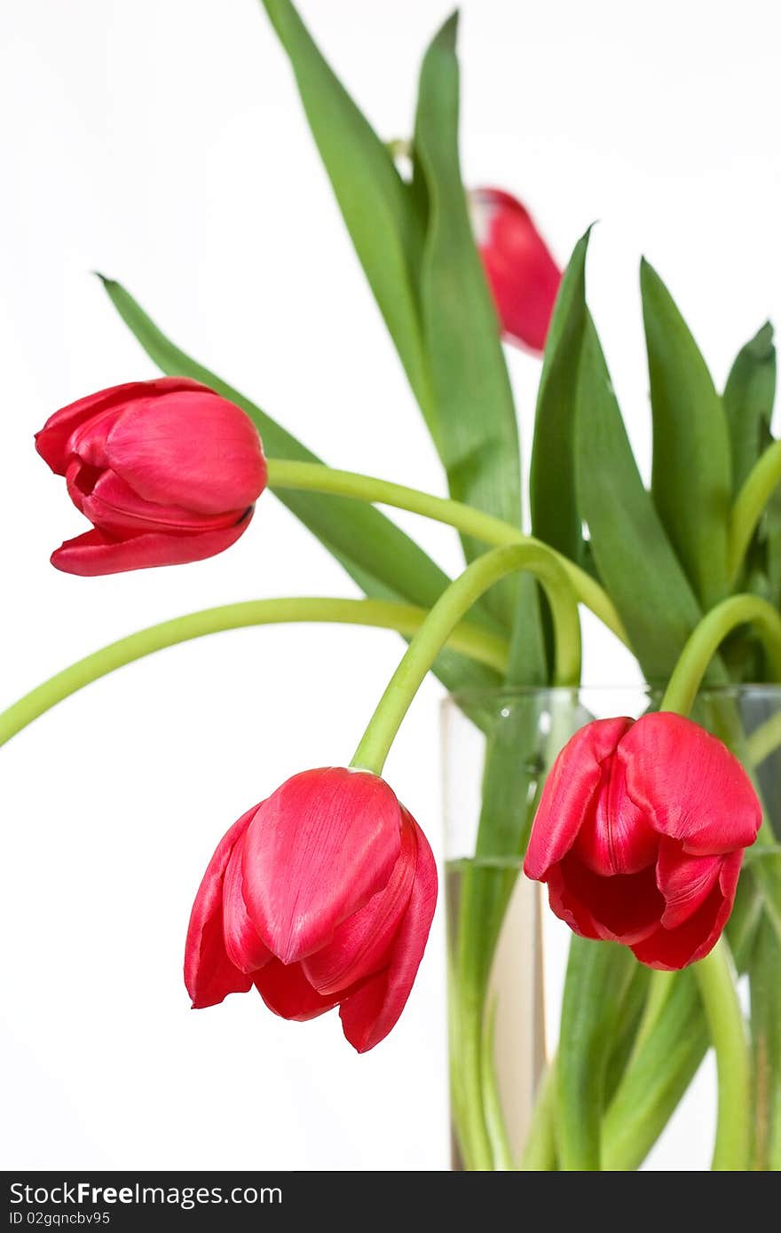 Tulips In Vase