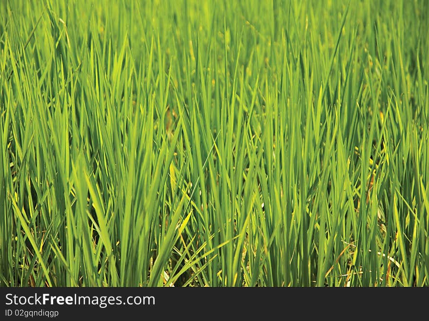 Close Up of Rice Crops