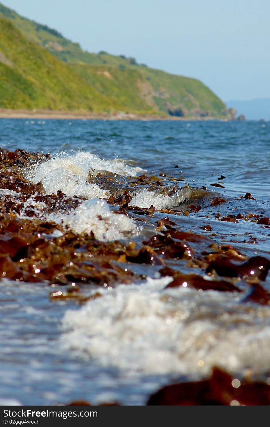 Sea grass on the sea shore