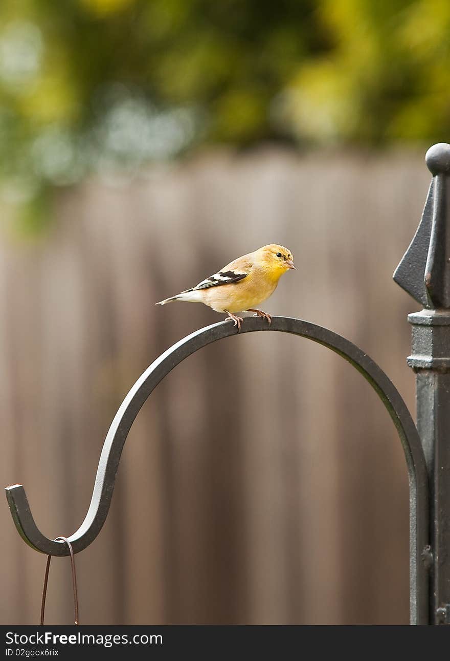 Gold Finch