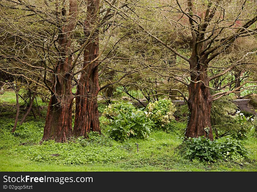 Tree Trio