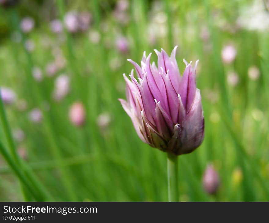 A large patch of wild chives with focus on a single purple flower, just opening up.