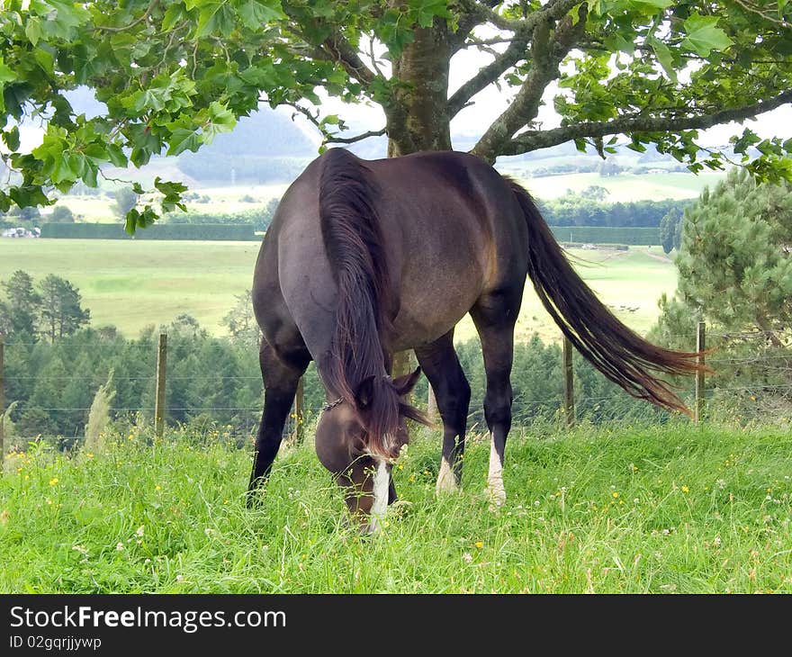 Black horse grazing