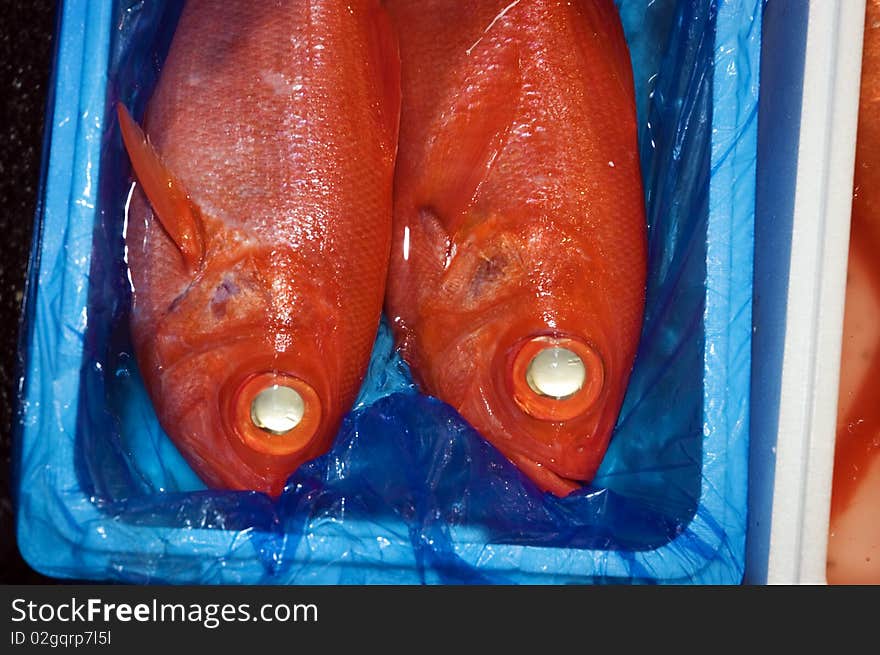 Two red fish in a box