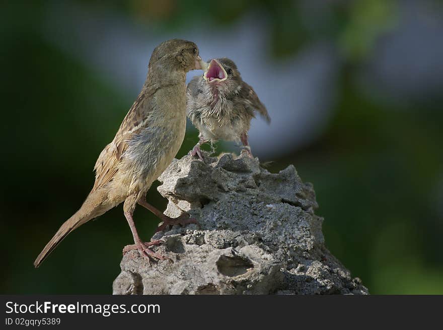 Mom Sparrow gives food to her little. Mom Sparrow gives food to her little