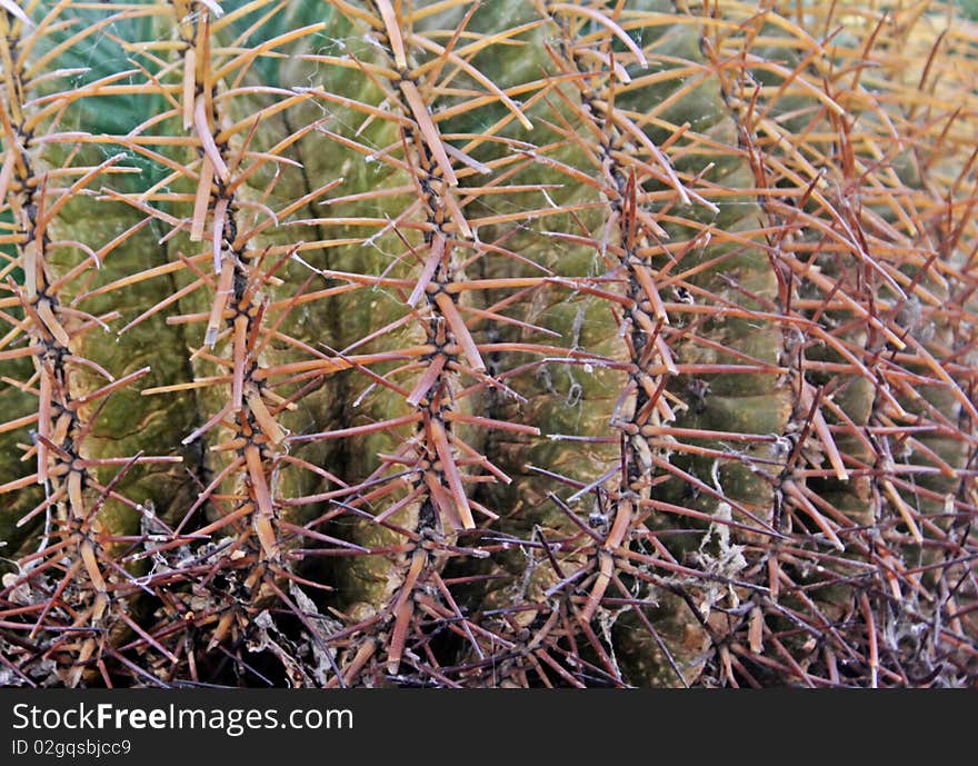 Close up of a thorny cactus plant for background.