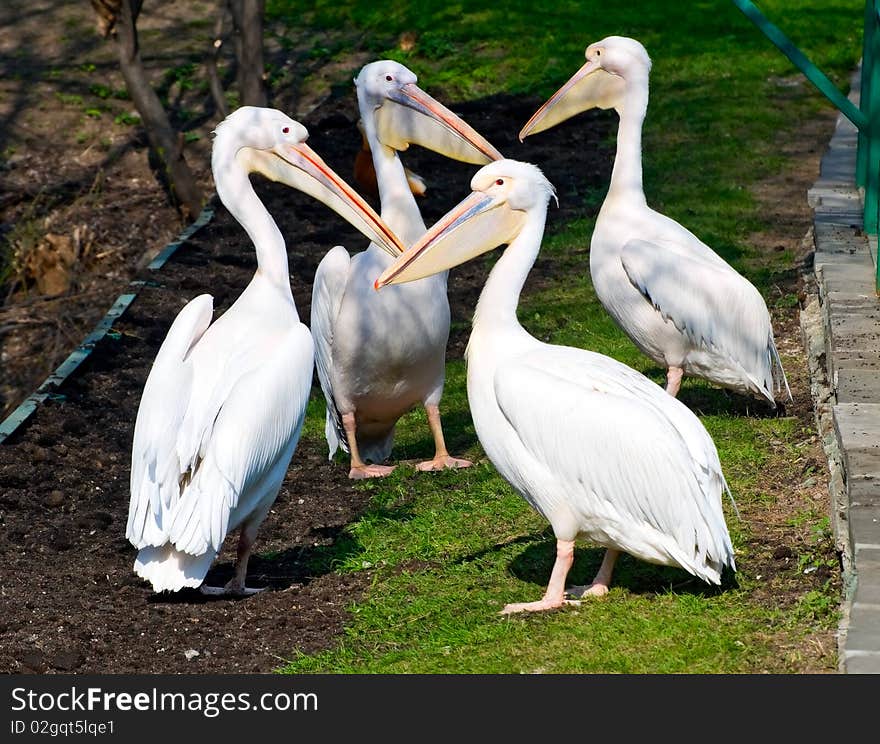 Pelicans