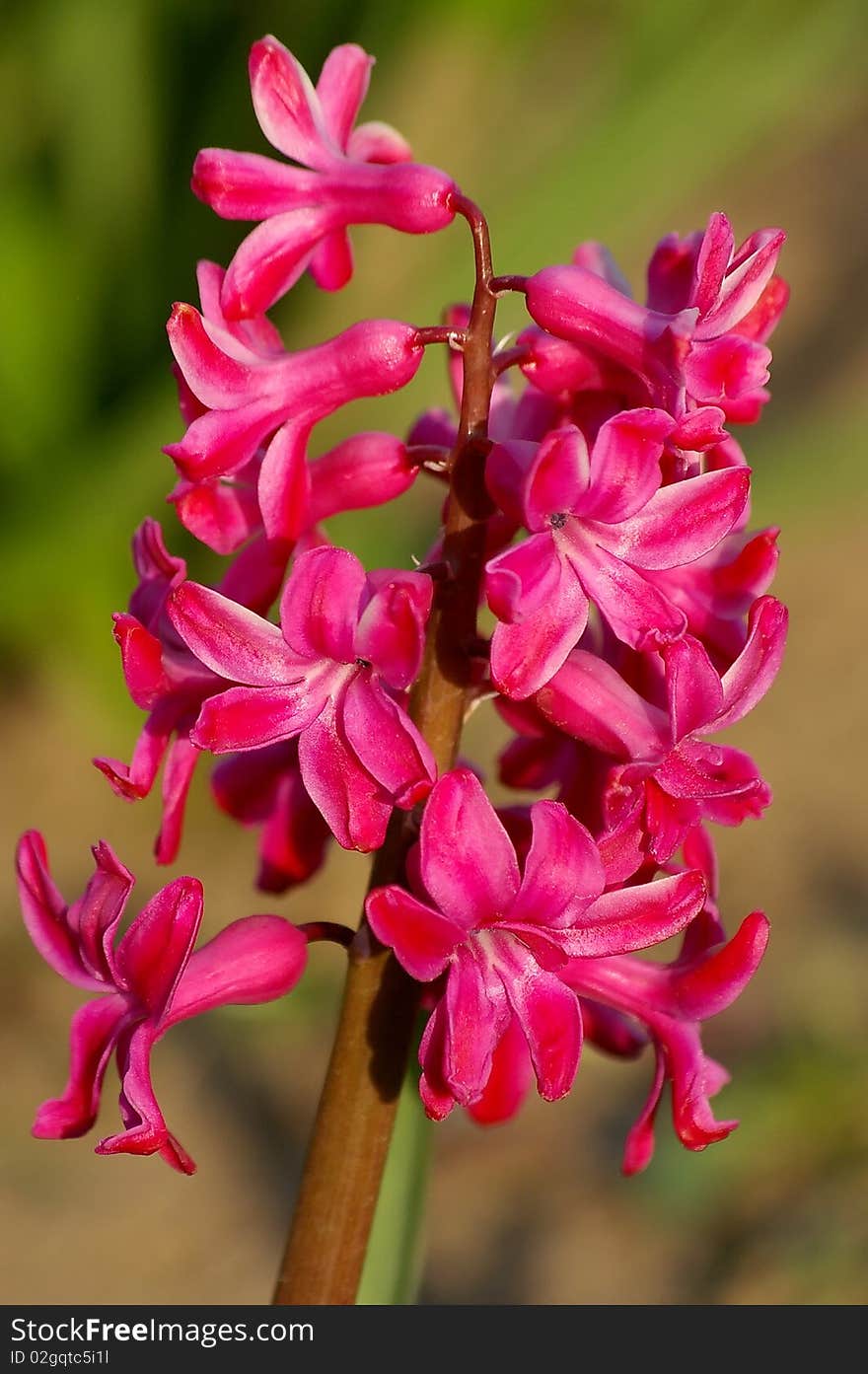 One isolated hyacinth in garden