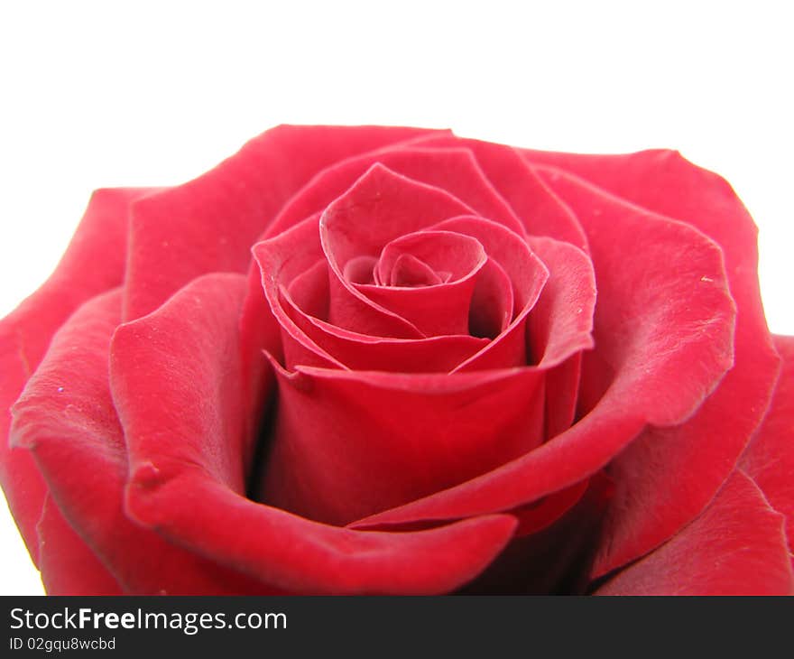 Red damask rose isolated on white background