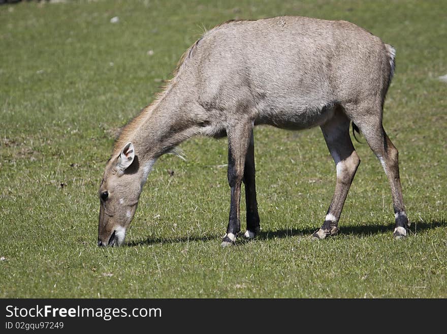 Nilgai on the meadow