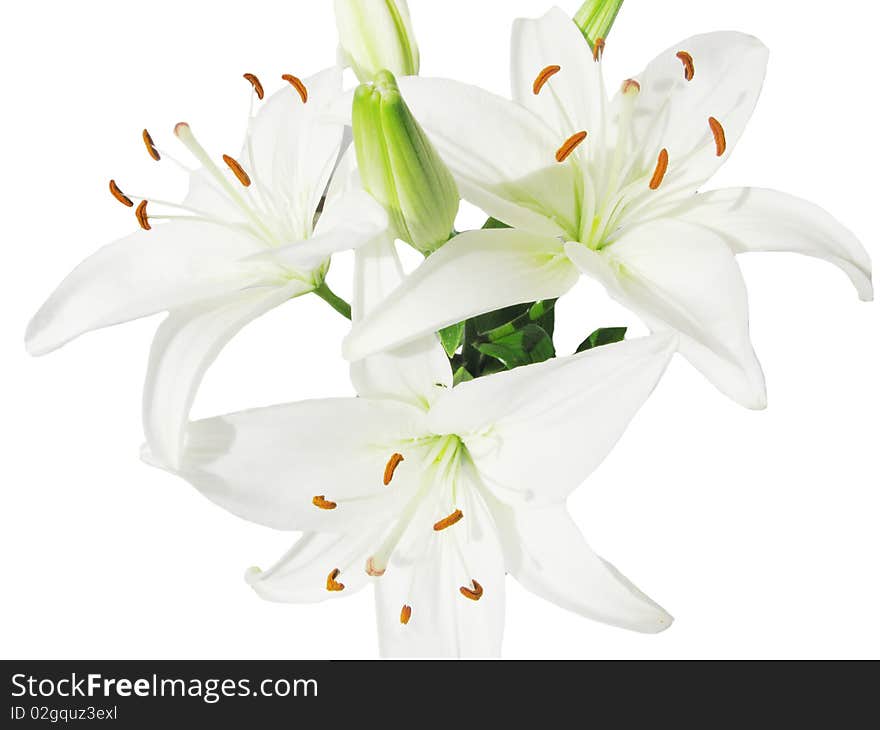 White lilies isolated on white background. White lilies isolated on white background