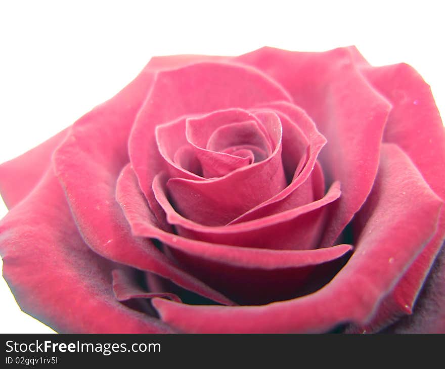 Pink rose closeup