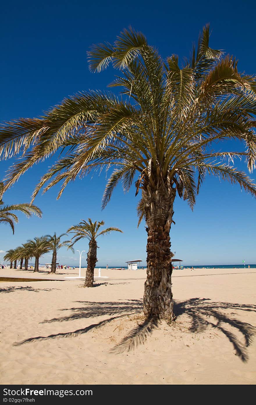 Palm tree on the beach