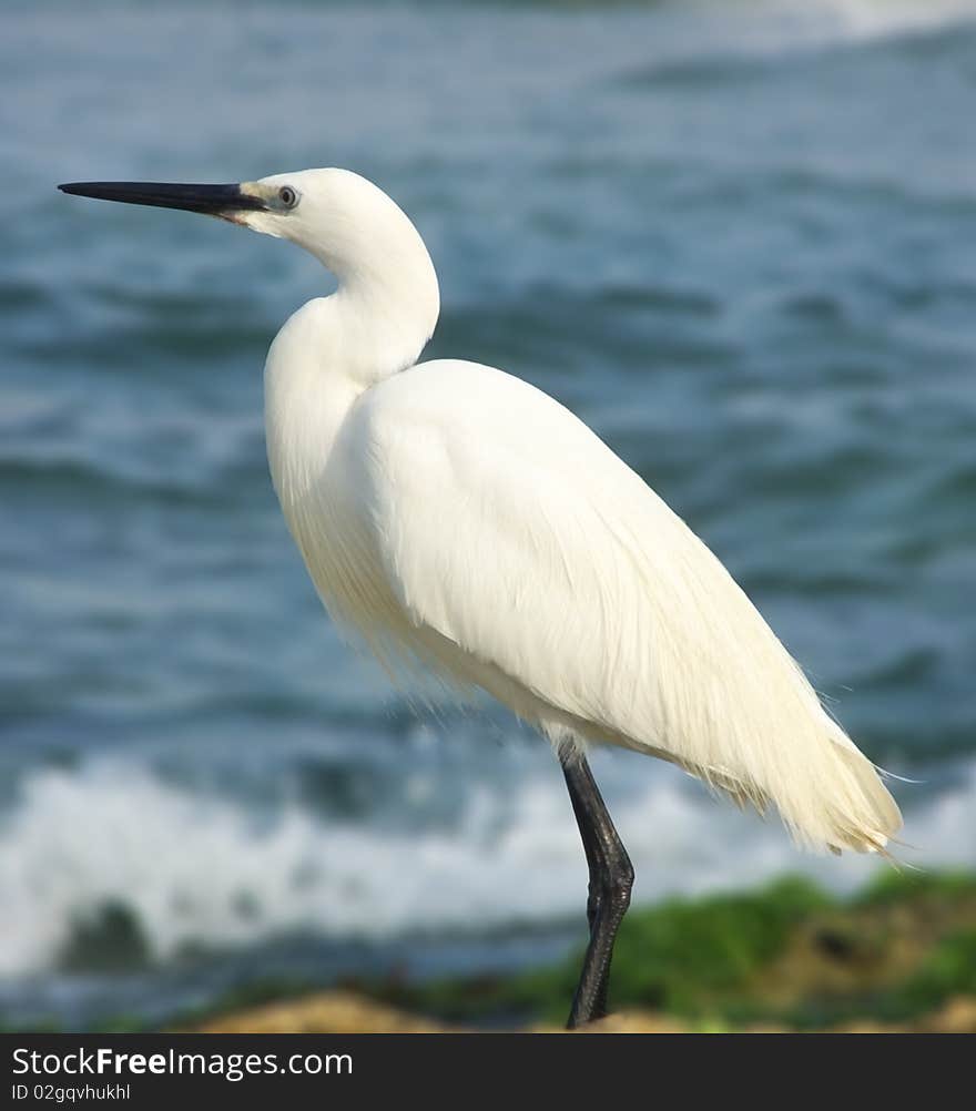 A white stork strolling along the beach in search of fish. A white stork strolling along the beach in search of fish