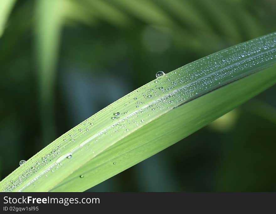 Morning dew on the grass