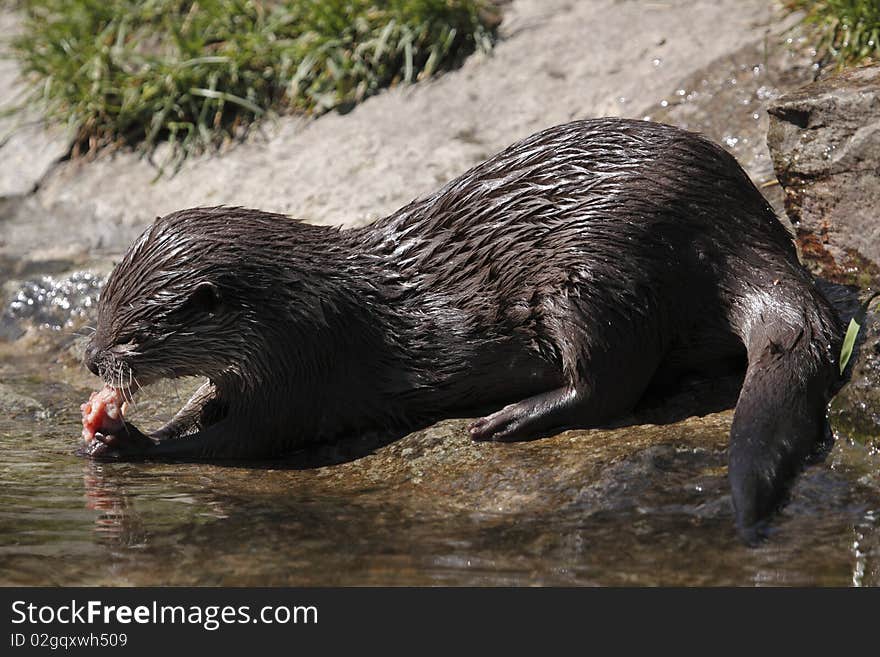 The Oriental Small-clawed Otter (Aonyx cinerea), also known as Asian Small-clawed Otter, is the smallest otter species in the world, weighing less than 5 kg. This one is from Usti nad Larem zoo situated in czech Republic. The Oriental Small-clawed Otter (Aonyx cinerea), also known as Asian Small-clawed Otter, is the smallest otter species in the world, weighing less than 5 kg. This one is from Usti nad Larem zoo situated in czech Republic.