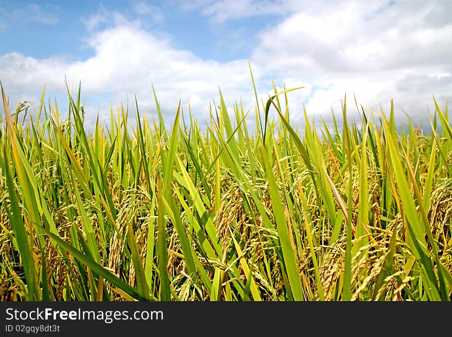 Ricefield in a tropical country ready for harvest