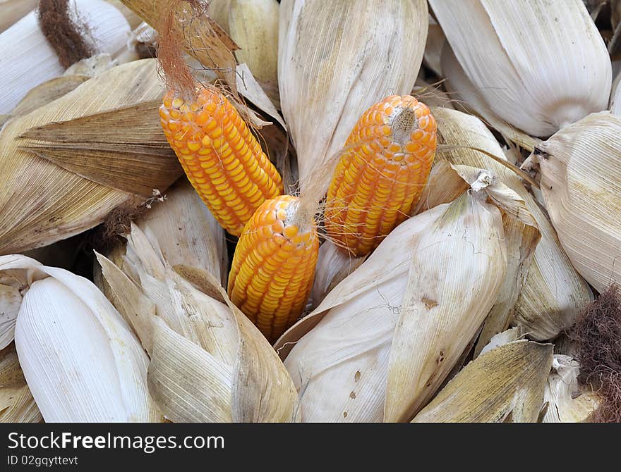 Opened corn around corns in agriculture land