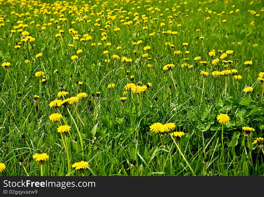 A field of dandelions. Background. Landscape