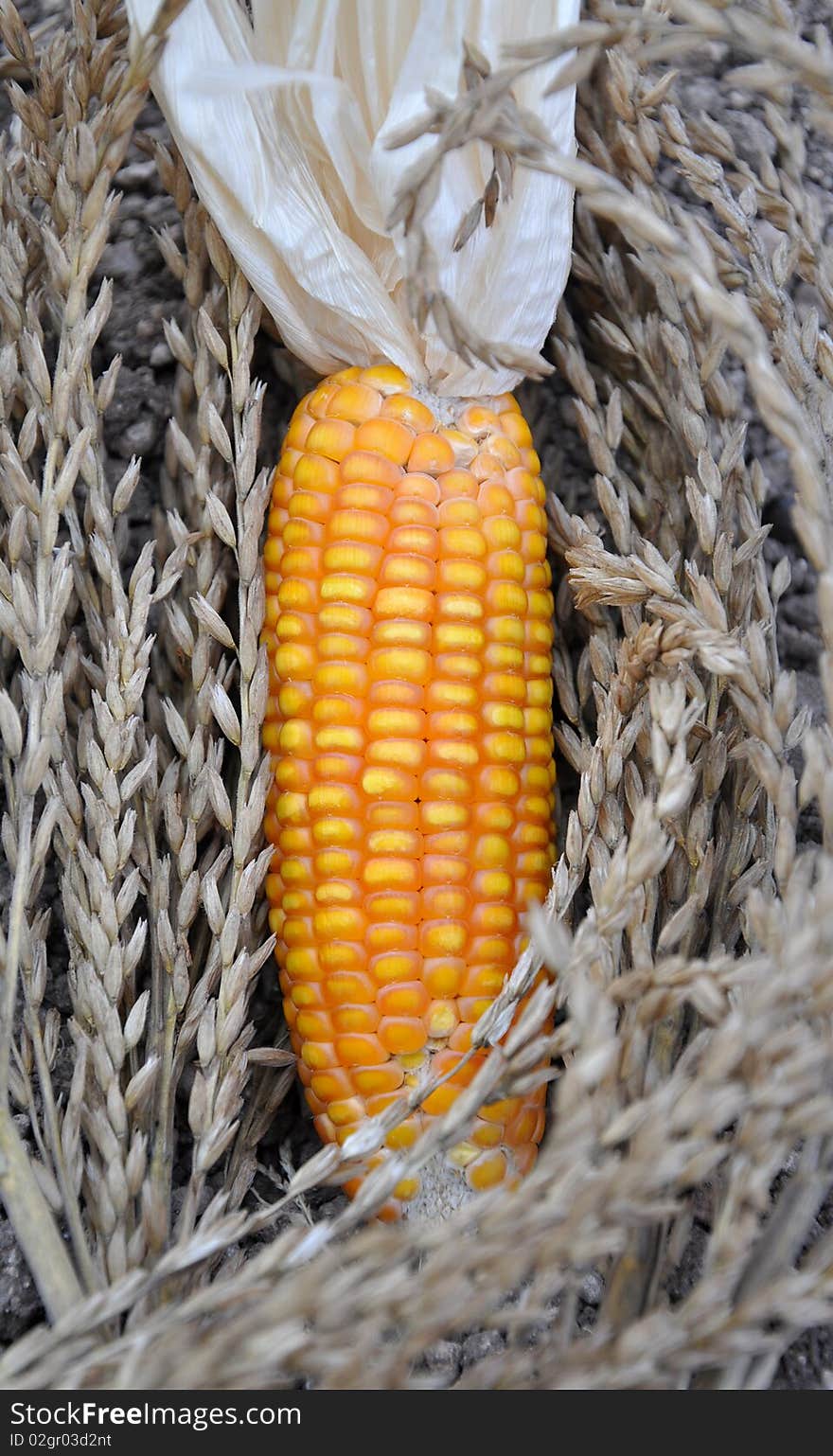 Corn around fry corn flowers