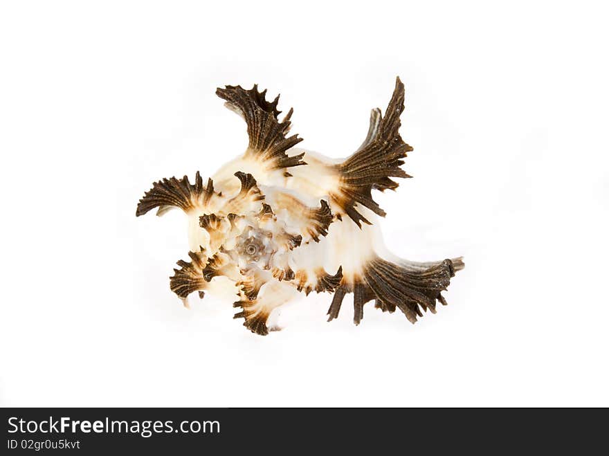 Sea cockleshells with shoots on a white background