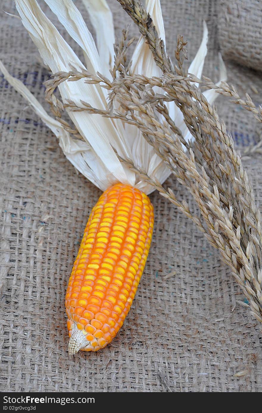 Corn around fry corn flowers