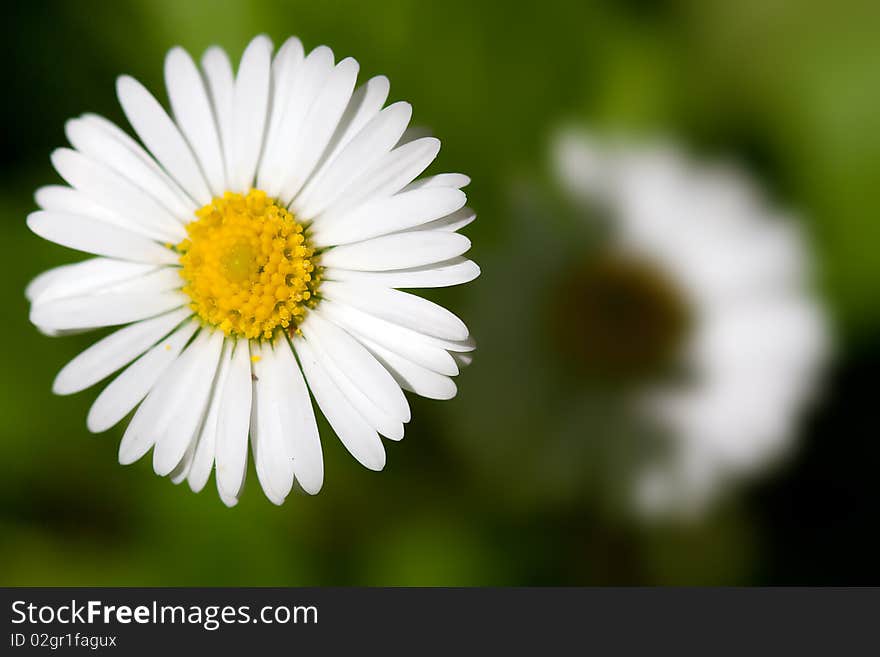 Daisies under the morning light. Daisies under the morning light