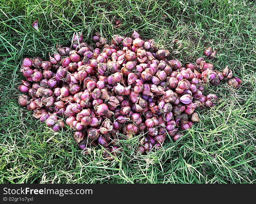 Fresh onion in grass land